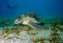 EGYPTREDSEASDIVING: 8 найкращих прибережних напрямків з півночі на південь